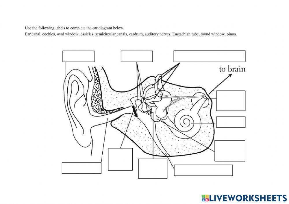 Structure of Ear