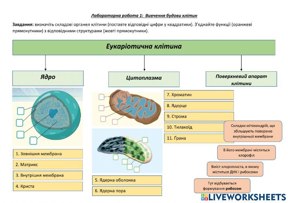 Лабораторна робота Структура клітини