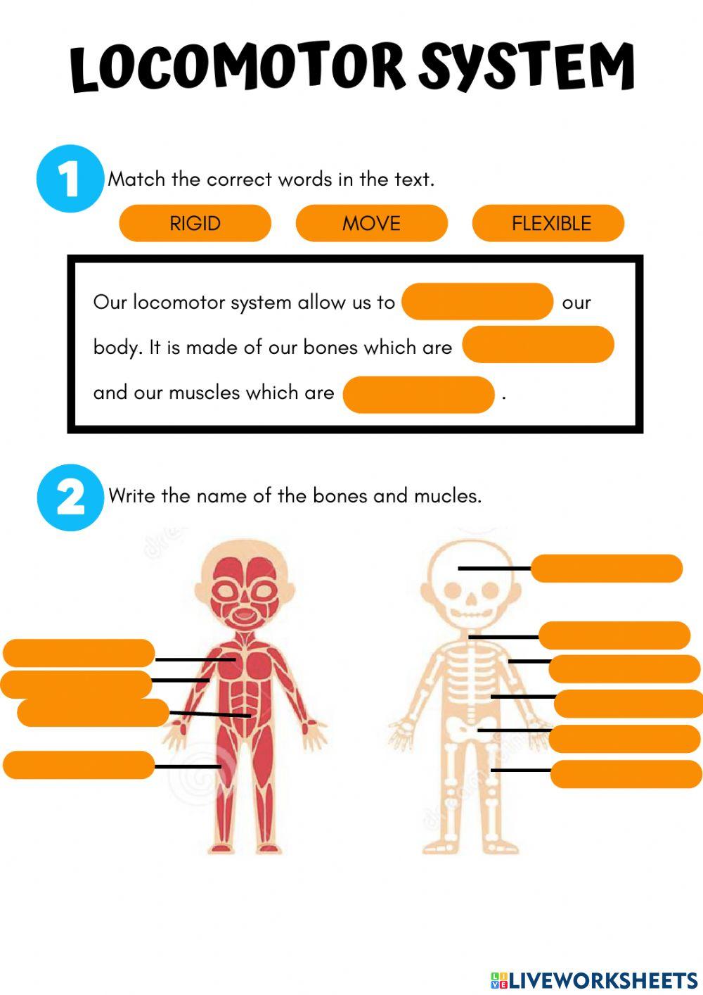 Locomotor system online pdf exercise | Live Worksheets