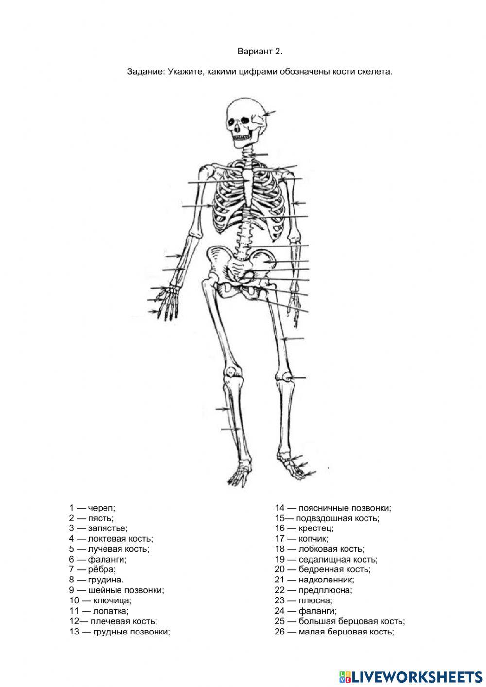 Скелет человека. Вариант 2. worksheet | Live Worksheets