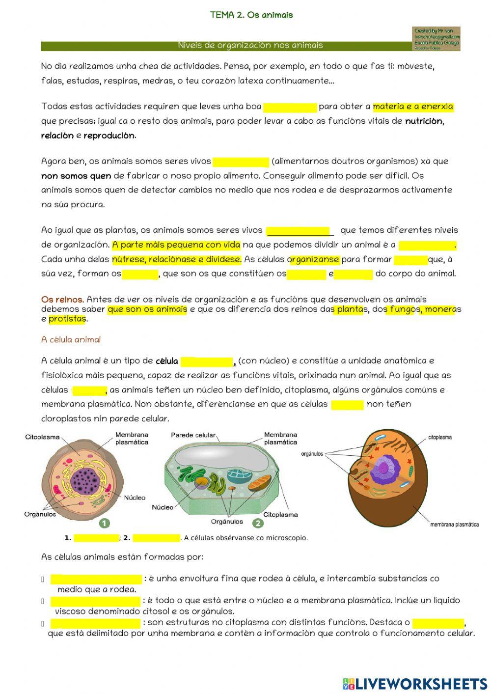 Os animais. Niveis de organización.
