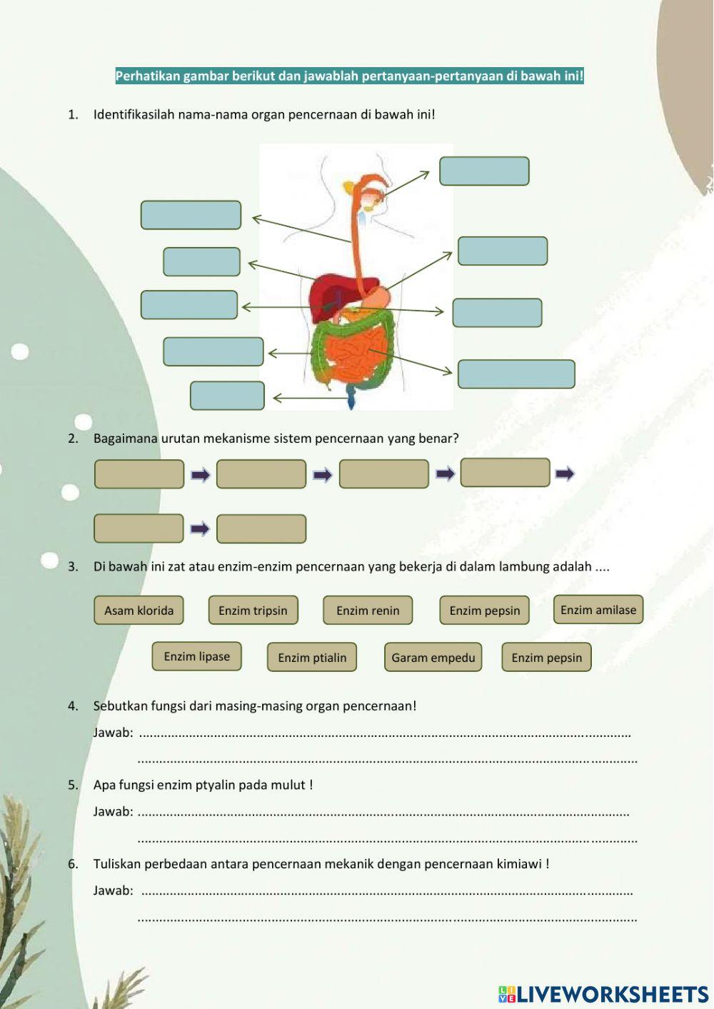 Lkpd sistem pencernaan