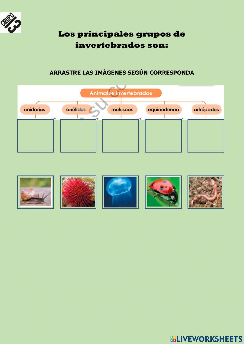 Animales Invertebrados Animales Invertebrados