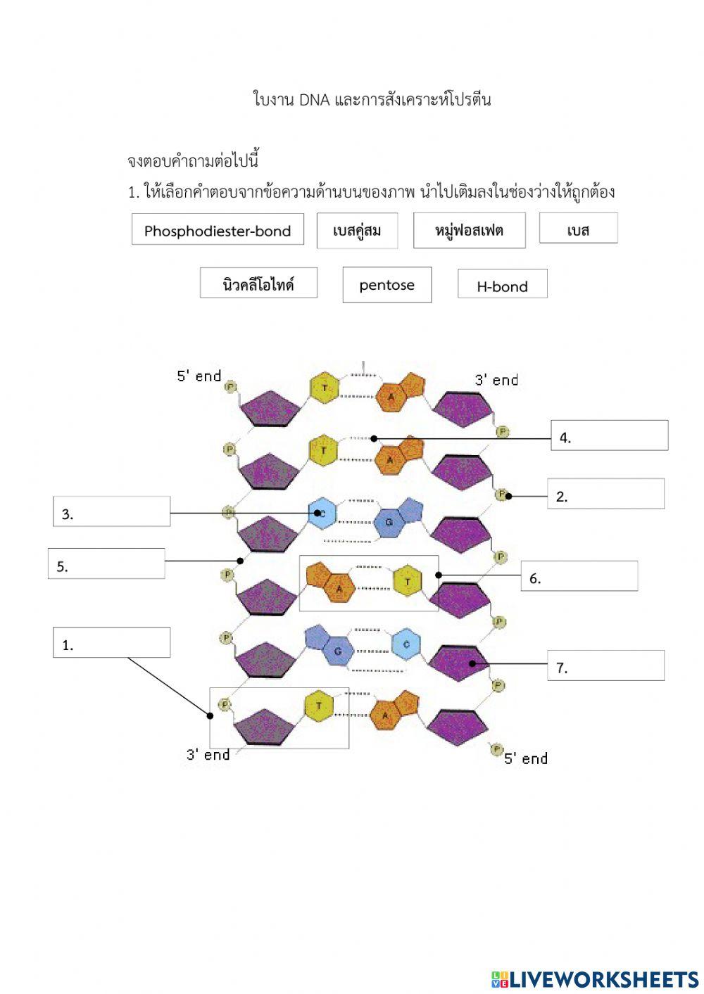 ใบงานดีเอ็นเอและการสังเคราะห์โปรตีน