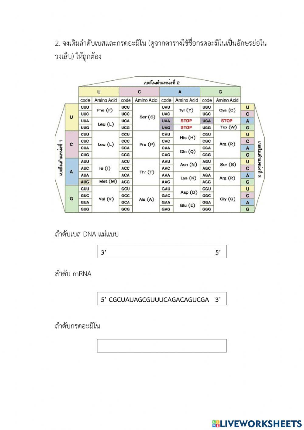 ใบงานดีเอ็นเอและการสังเคราะห์โปรตีน