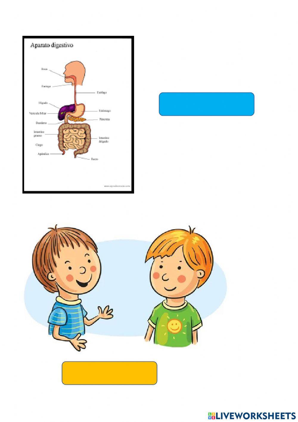 Relaciona la imagen con su función vital