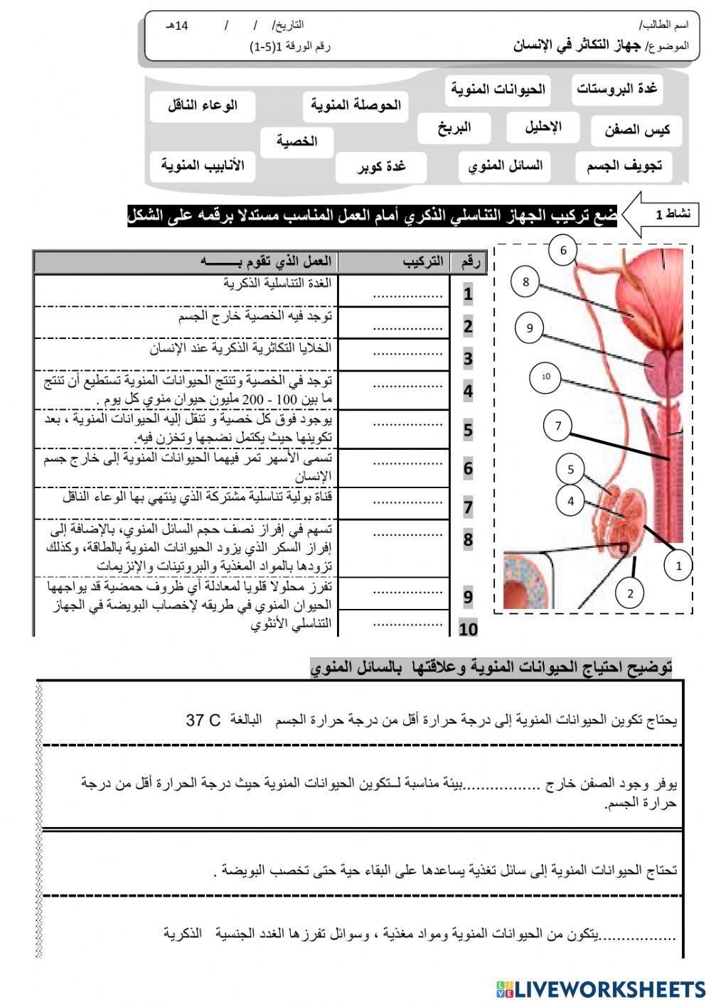 جهاز التكاثر في الإنسان