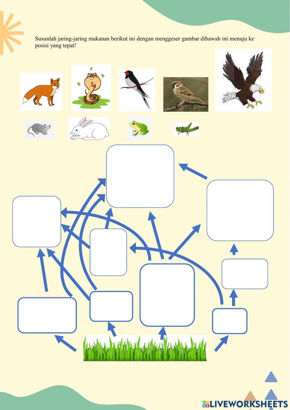 Jaring-Jaring Makanan