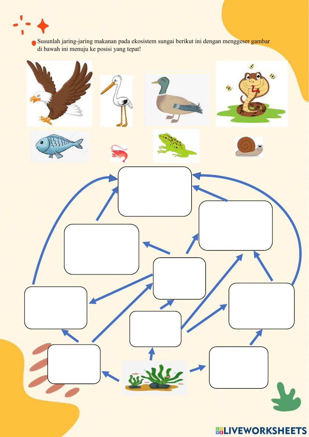 Jaring-Jaring Makanan