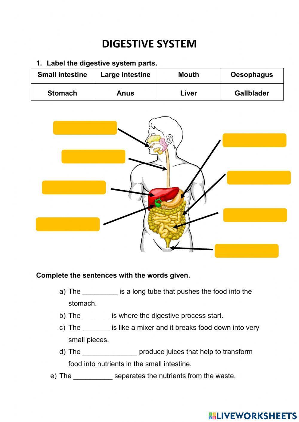 Meeting 2 - Digestive System