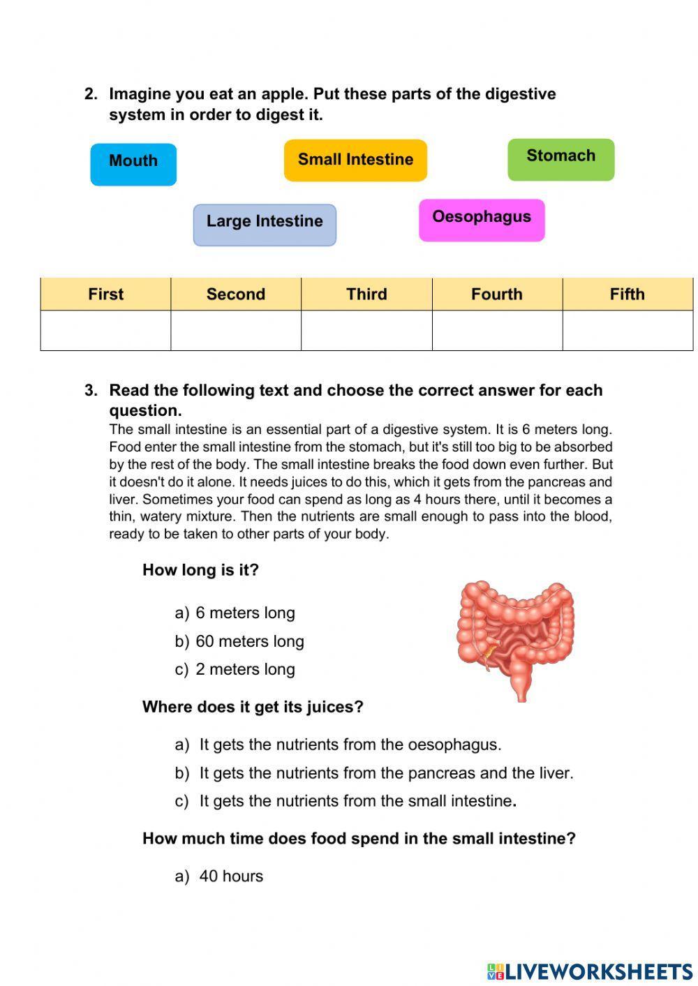 Meeting 2 - Digestive System
