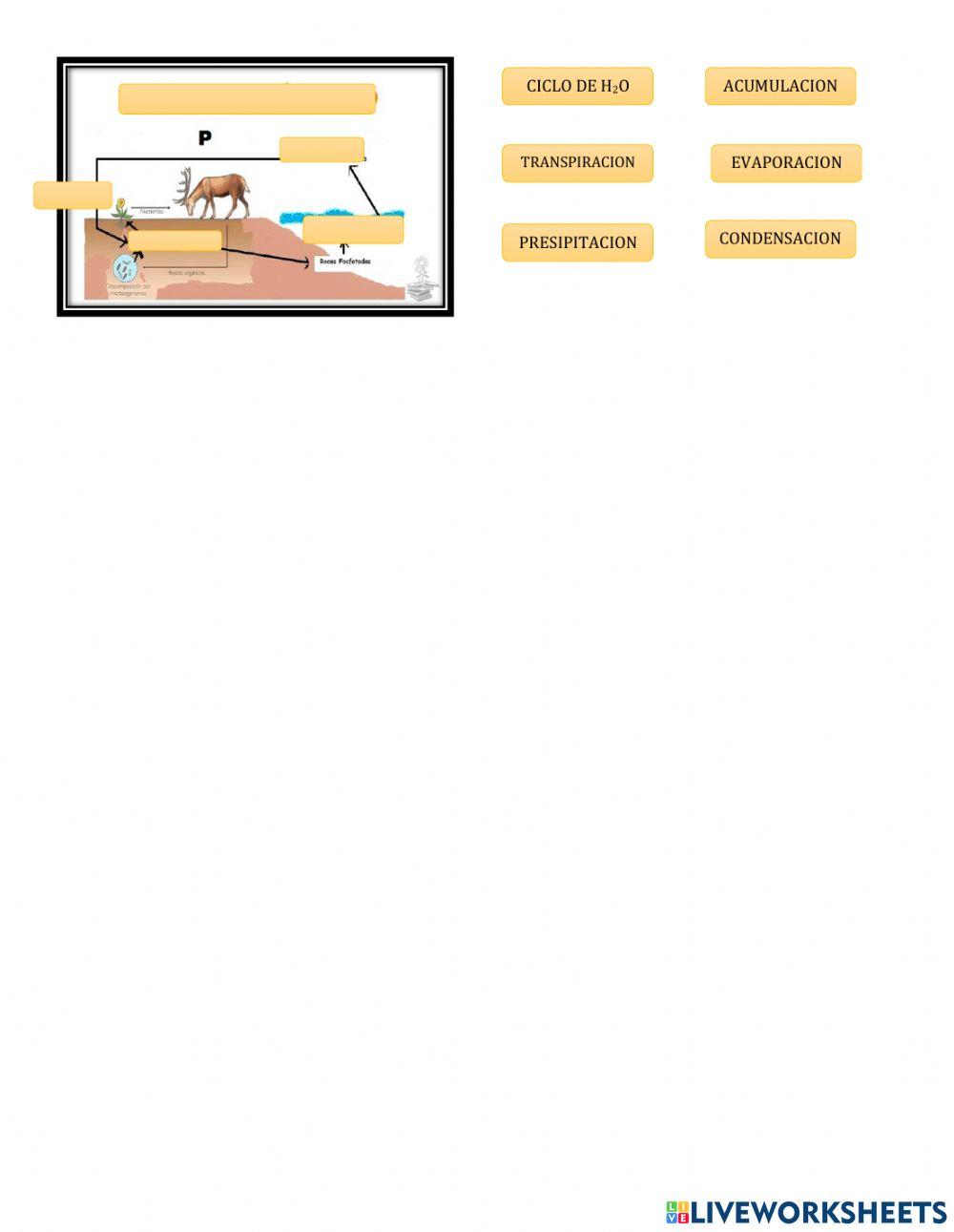Ciclos biogeoquimicos