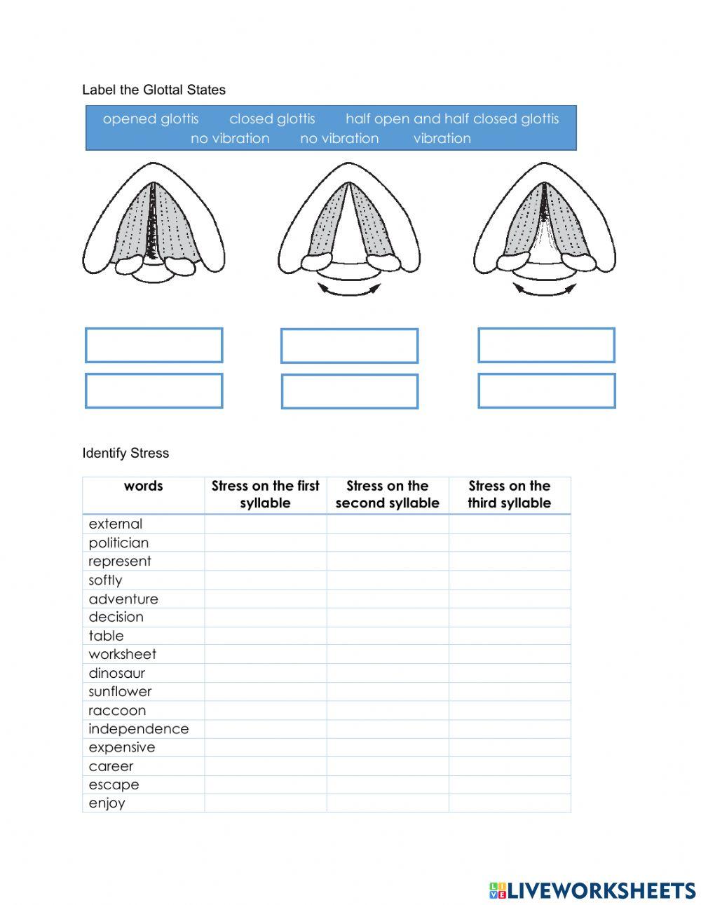 The Vocal Tract - GlottalStates - Stress