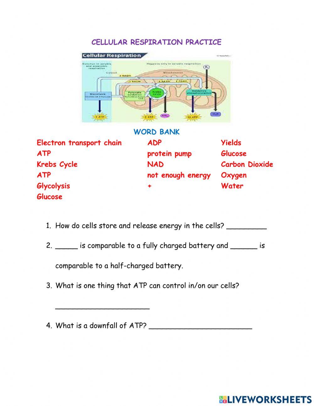 Cellular Respiration Introduction worksheet Live Worksheets