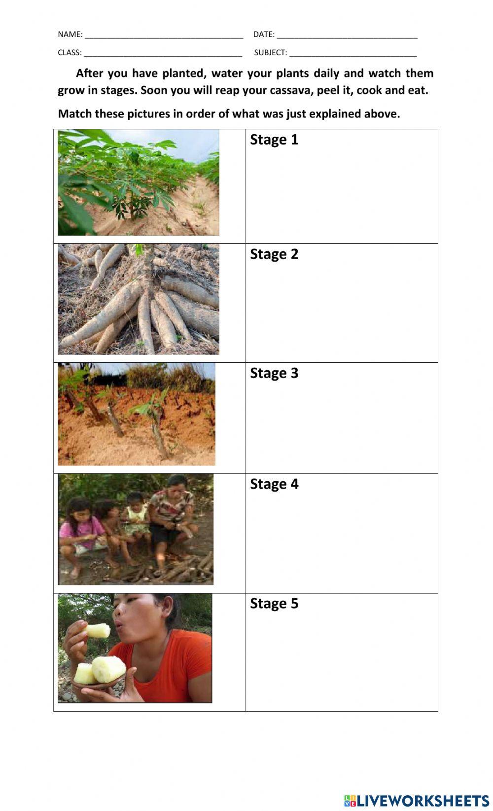 Planting Cassava