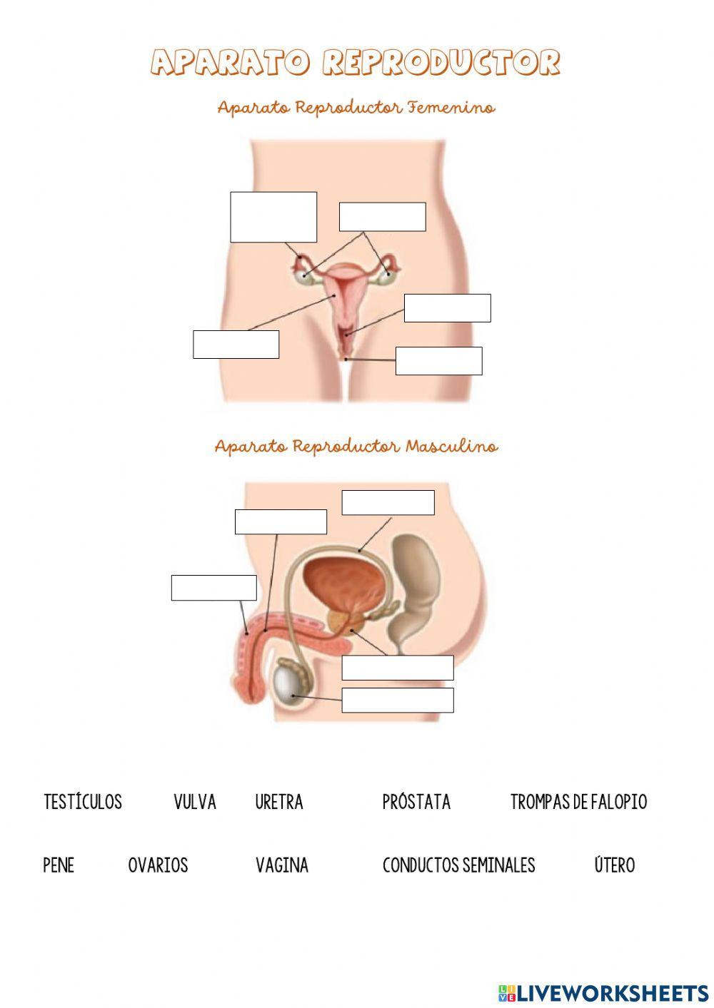 Aparatos reproductores (arrastrar y soltar)