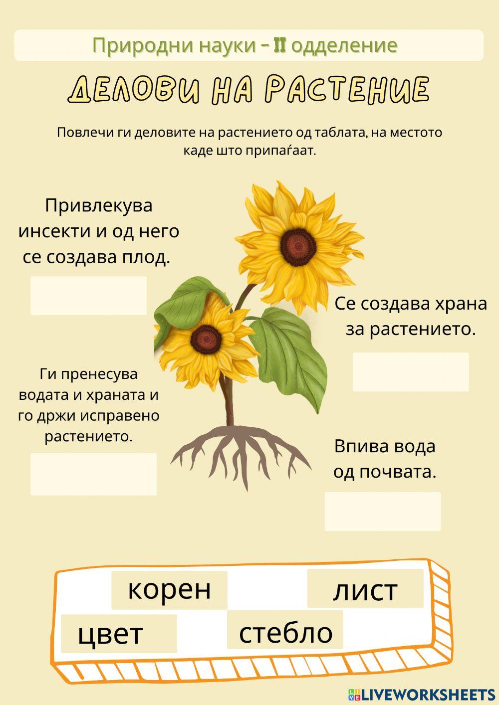 Делови на растение и нивна улога
