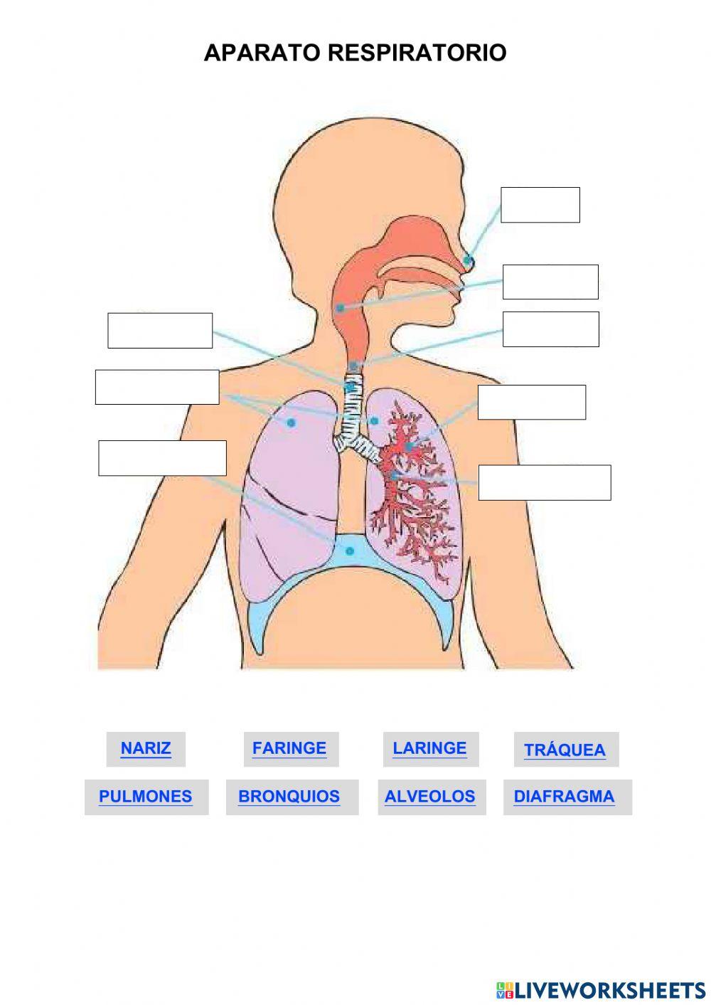 Aparato respiratorio