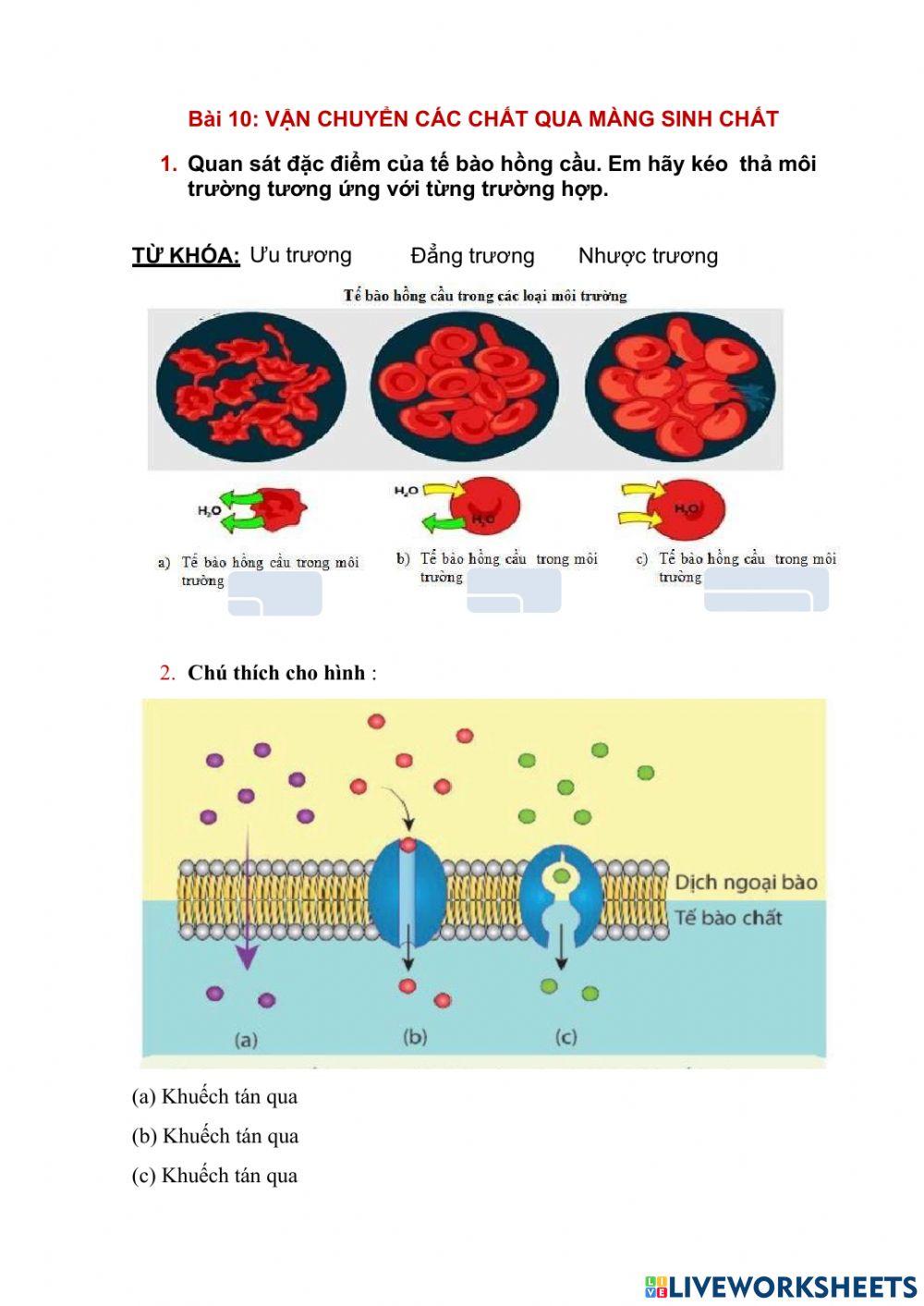 Bài tập sinh học 10 - bài 10