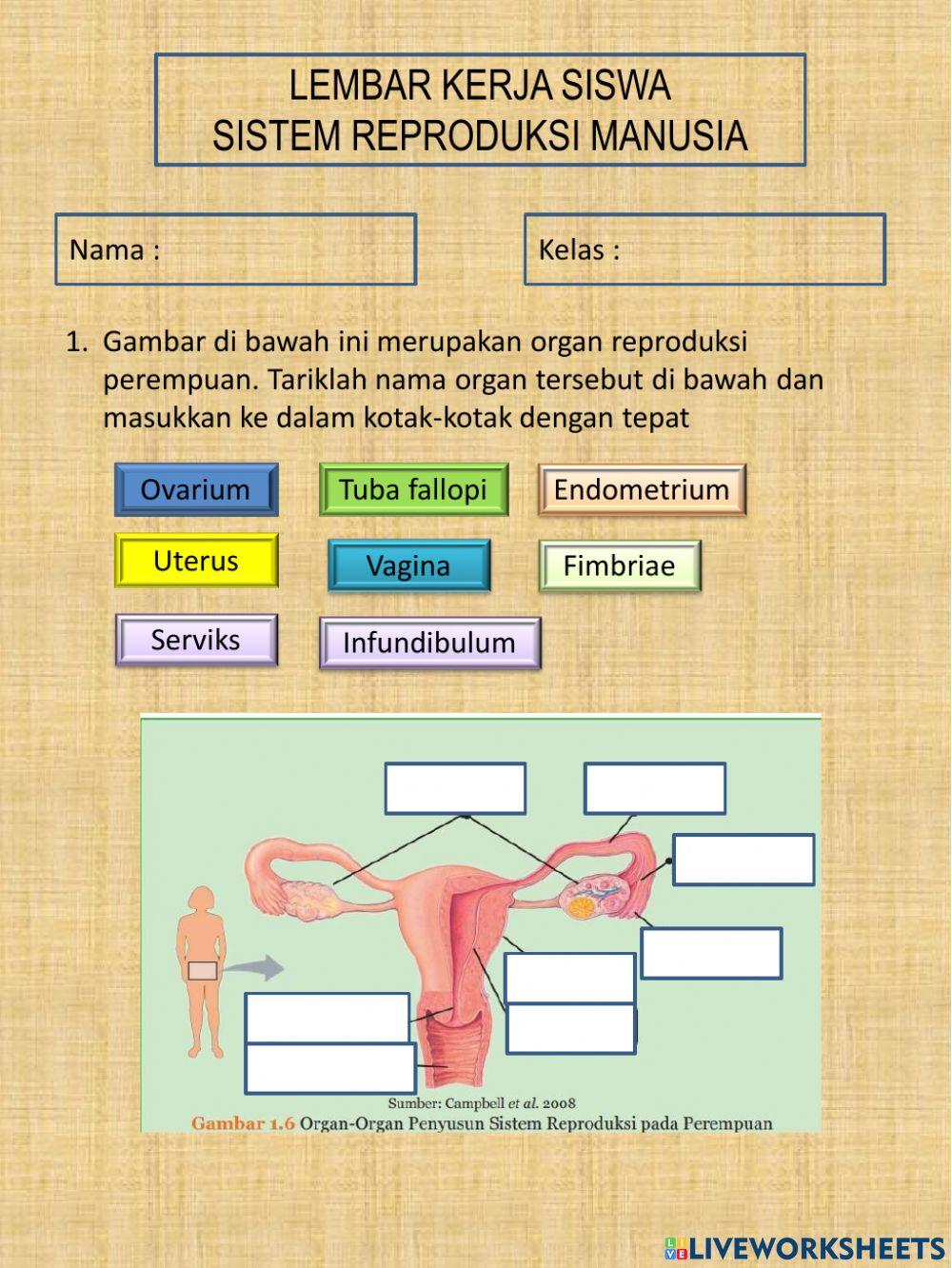 Sistem reproduksi manusia