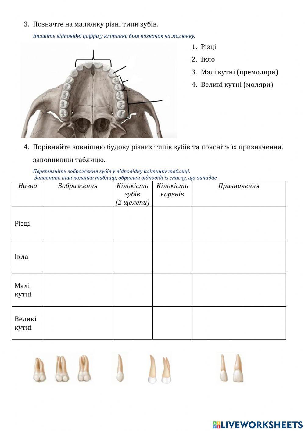 тест на тему зубы