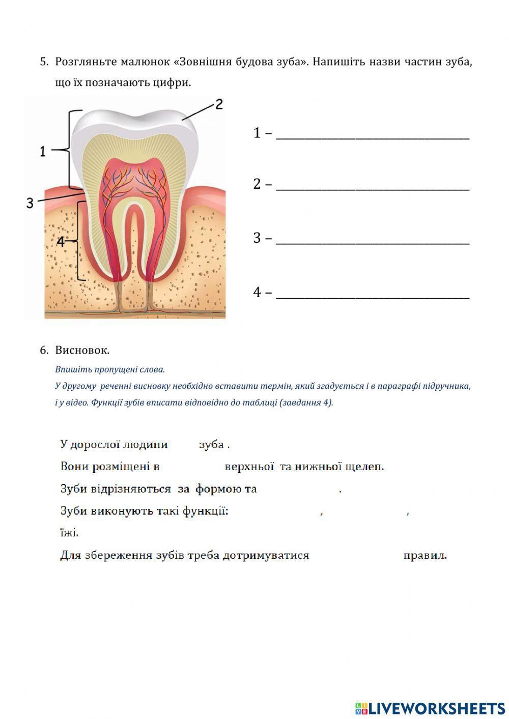 Лабораторне дослідження зовнішньої будови зубів