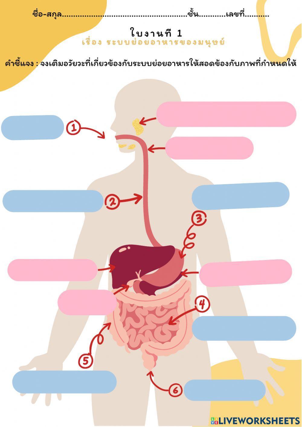 ใบงาน ระบบย่อยอาหารของมนุษย์