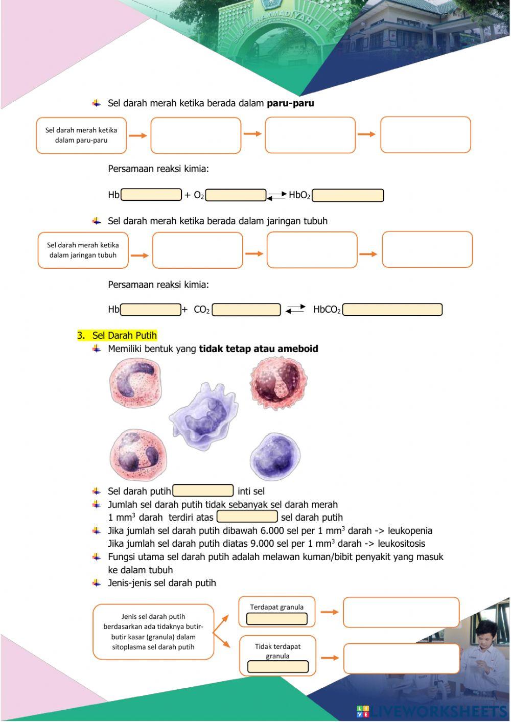 LKPD Sistem Peredaran Darah I