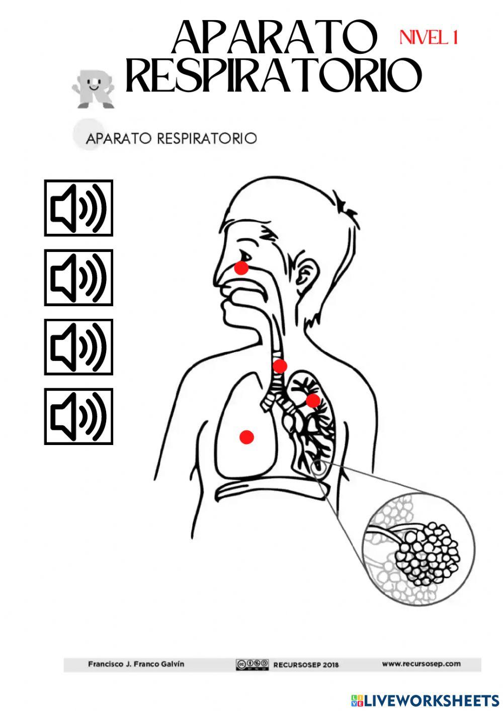 Nivel 1. Aparato respiratorio.