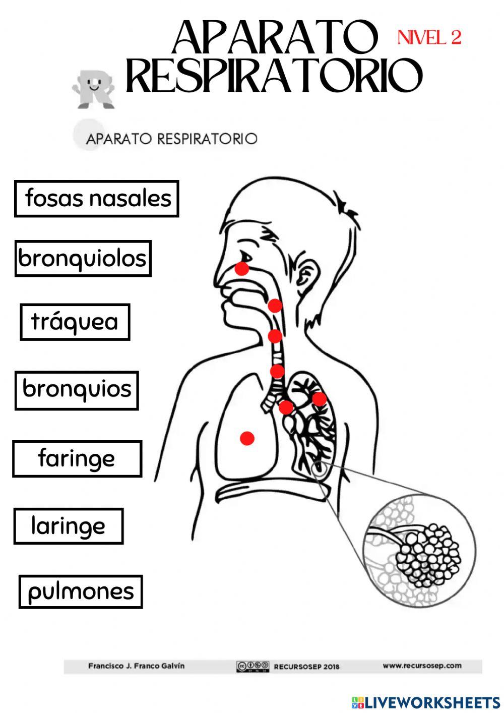 Nivel 2. Aparato respiratorio.