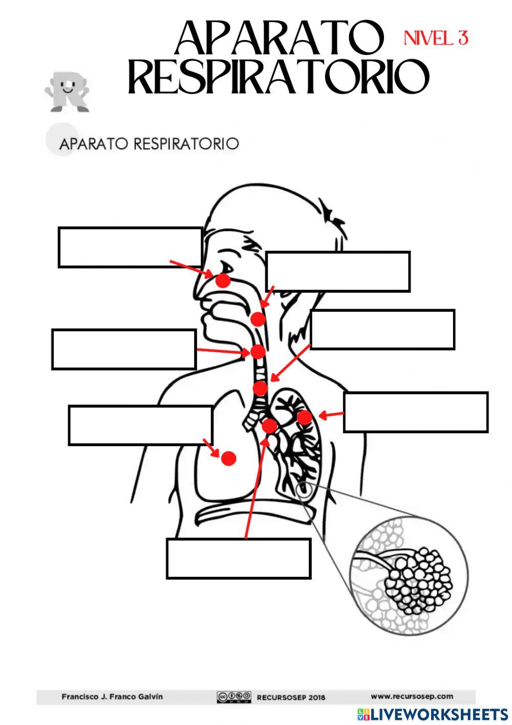 Nivel 3. Aparato respiratorio.