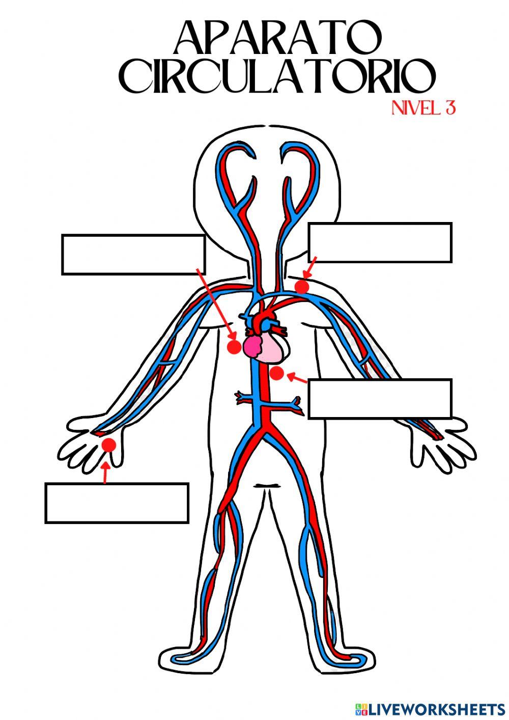 Nivel 3. Aparato circulatorio.