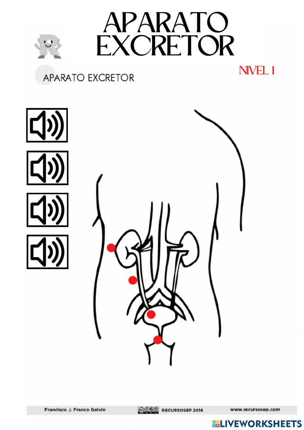 Nivel 1. Aparato excretor