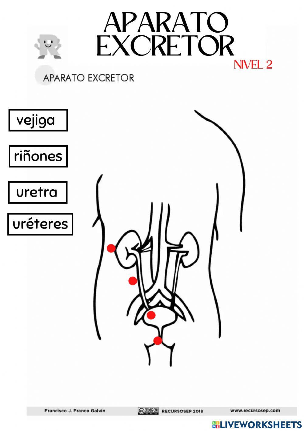 Nivel 2. Aparato excretor.