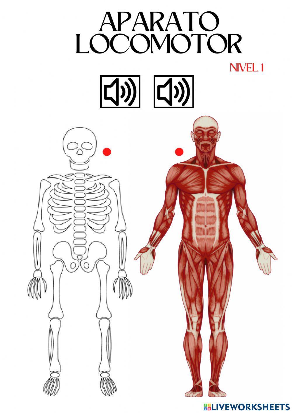 Nivel 1. Aparato locomotor