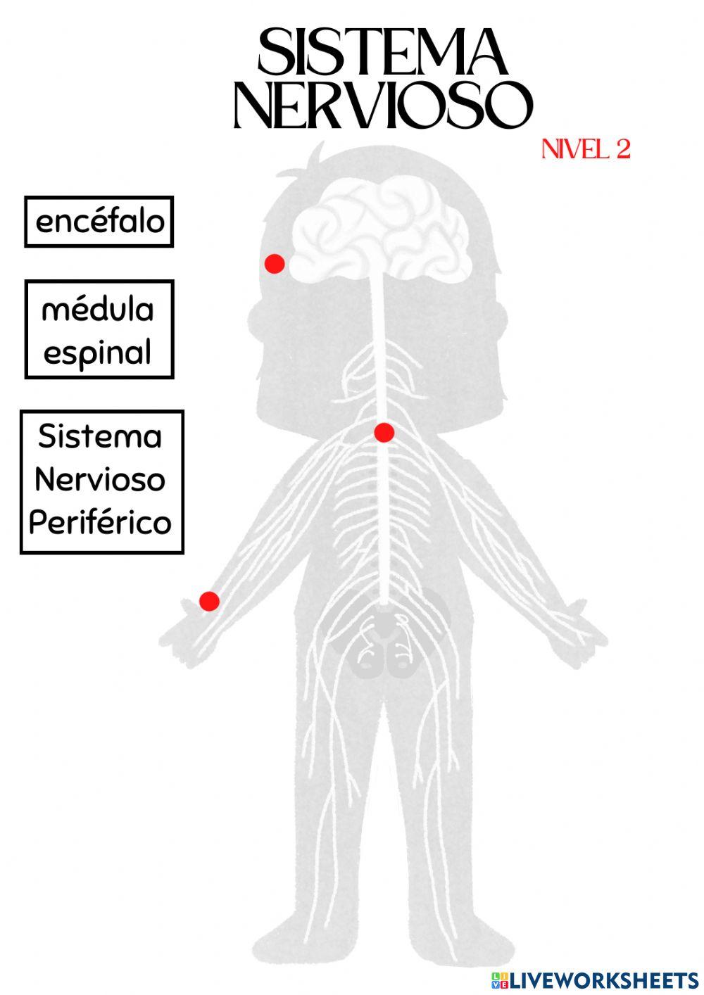 Nivel 2. Sistema nervioso.