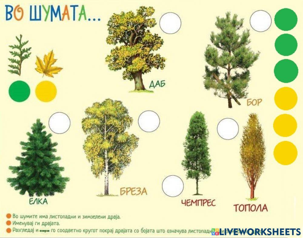 Листопадни и зимзелени дрвја (Во соработка со Росица)