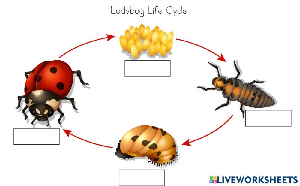 Ladybug life cycle