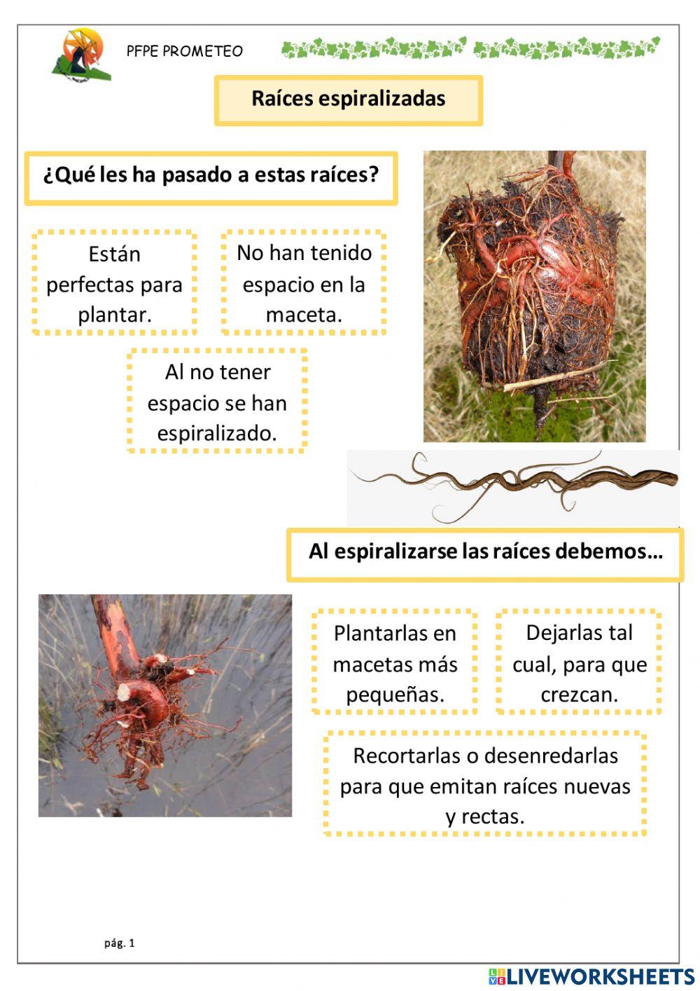 Raíces espiralizadas