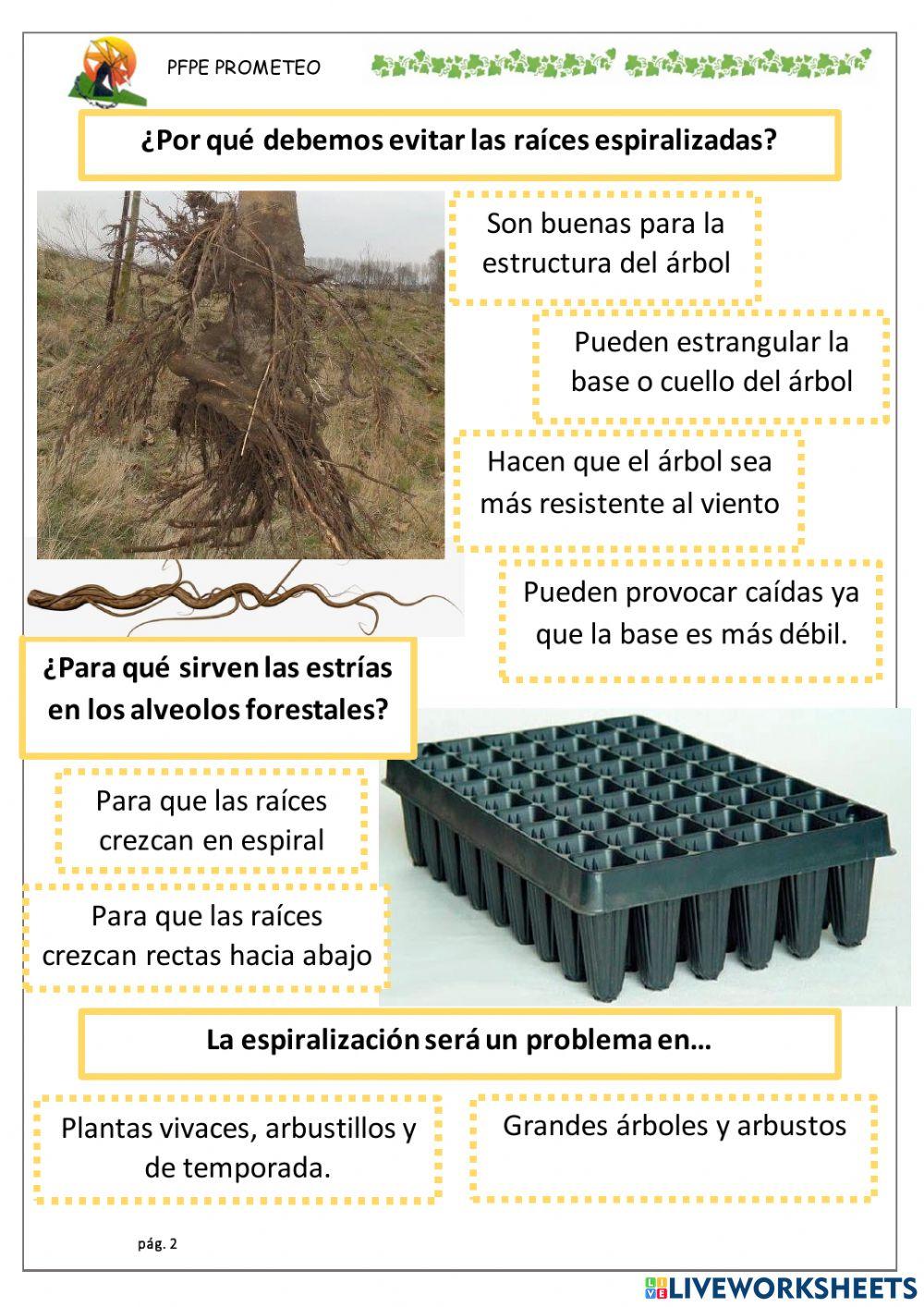 Raíces espiralizadas