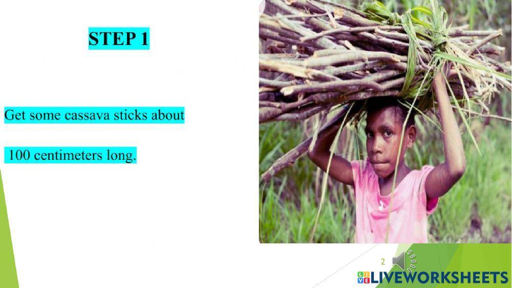 Planting Cassava Part One