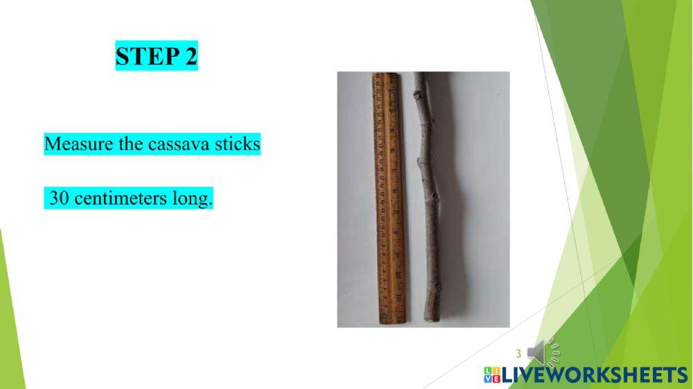 Planting Cassava Part One