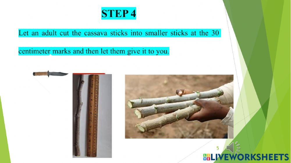 Planting Cassava Part One