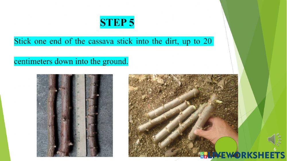 Planting Cassava Part One