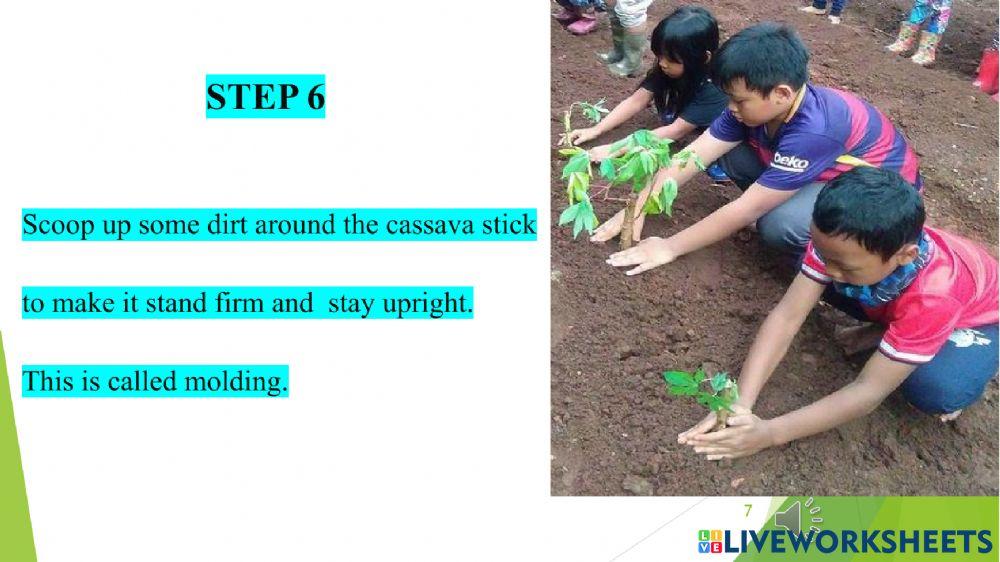 Planting Cassava Part One