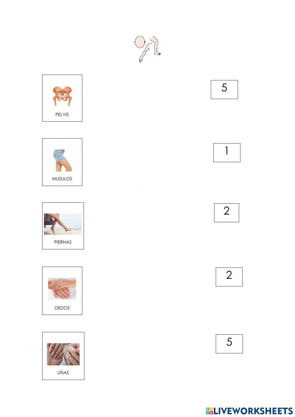 Las partes del cuerpo