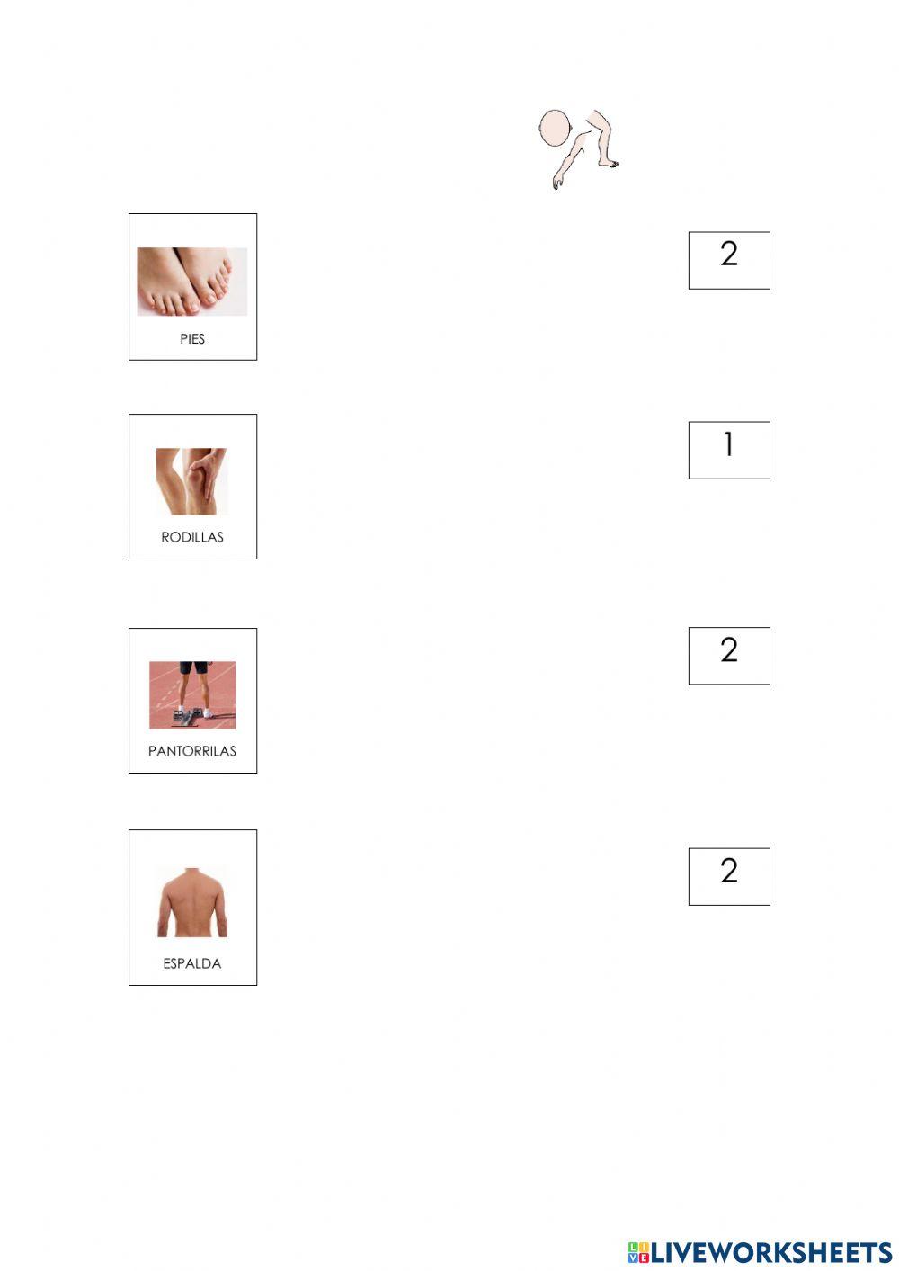 Las partes del cuerpo