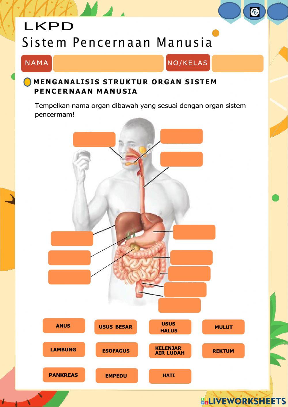 Lkpd sistem pencernaan