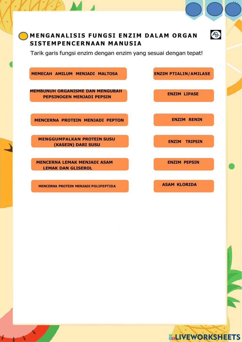 Lkpd sistem pencernaan