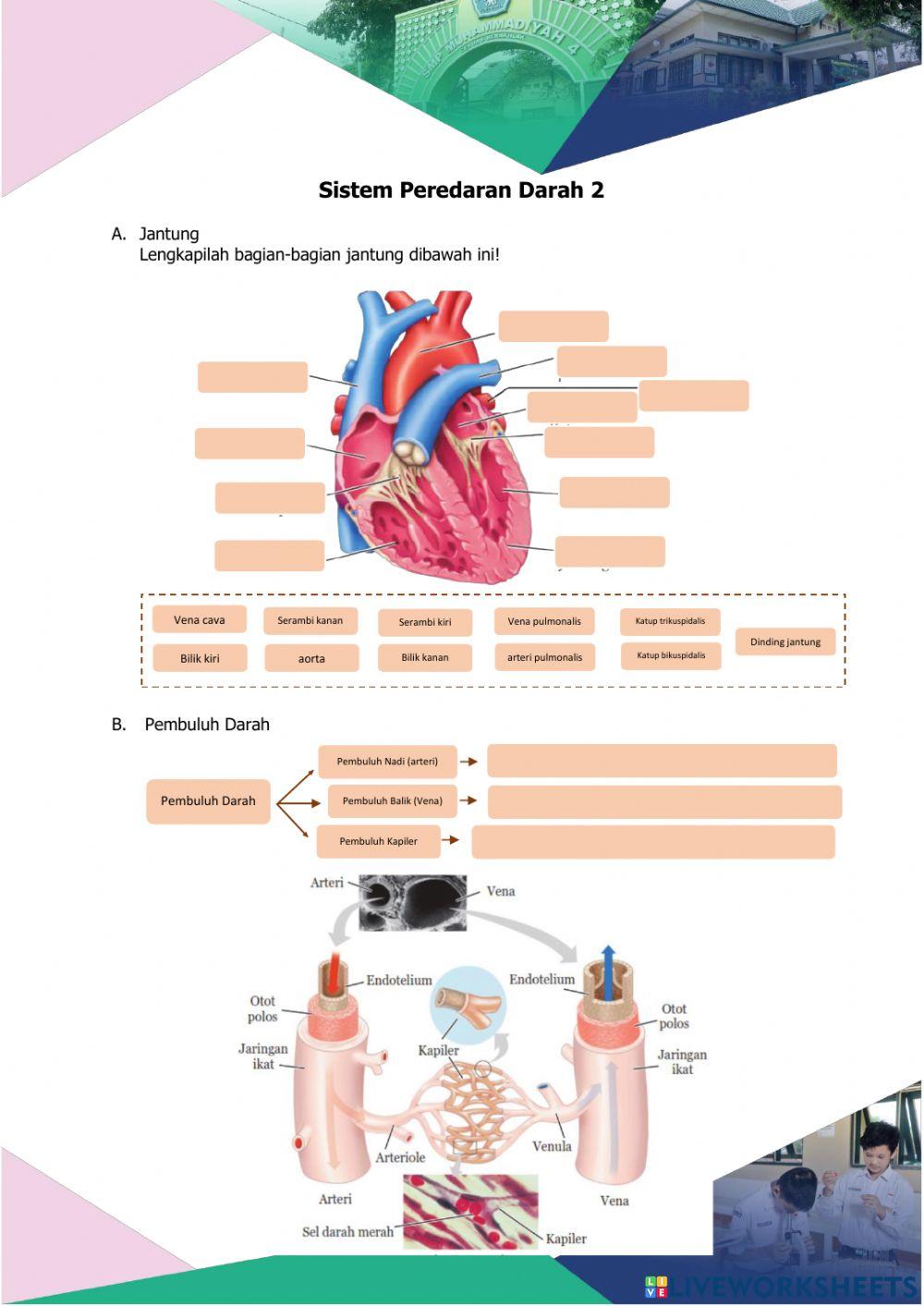 LKPD Sistem Peredaran Darah II